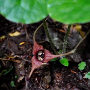 Wild Ginger Rhizomes for Garden - Asarum Canadense, Perennial Ground Cover for Shade