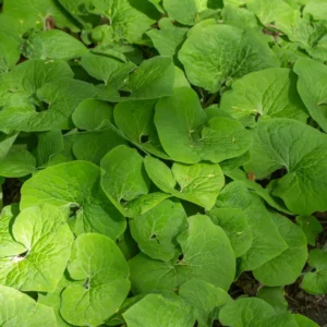 Wild Ginger Rhizomes for Garden - Asarum Canadense, Perennial Ground Cover for Shade