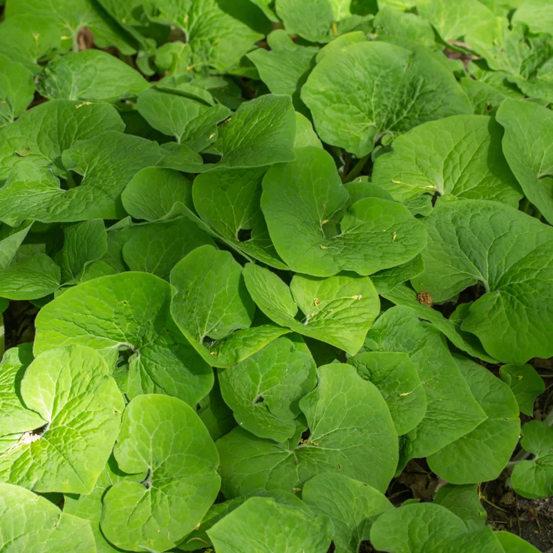 Wild Ginger Rhizomes for Garden - Asarum Canadense, Perennial Ground Cover for Shade