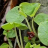 Wild Ginger Rhizomes for Garden - Asarum Canadense, Perennial Ground Cover for Shade