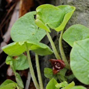 Wild Ginger Rhizomes for Garden - Asarum Canadense, Perennial Ground Cover for Shade