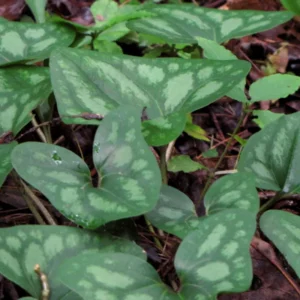 Heartleaf Ginger Plant Bare Roots, Hexastylis Arifolia - Perennial Ginger Bulbs for Planting