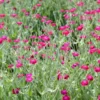 Rose Campion Plants - Vibrant Flowers for Garden Borders, 2-4 Inch, Bare Roots