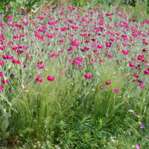 Rose Campion Plants - Vibrant Flowers for Garden Borders, 2-4 Inch, Bare Roots