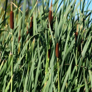 Broadleaf Cattail Bareroot - Typha latifolia Live Plant for Water Gardens and Ponds