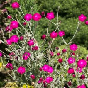 Rose Campion Plants - Vibrant Flowers for Garden Borders, 2-4 Inch, Bare Roots