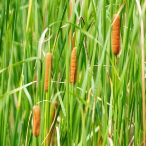 Narrowleaf Cattail Bareroot - Typha angustifolia Live Plant for Water Gardens and Ponds