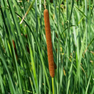 Narrowleaf Cattail Bareroot - Typha angustifolia Live Plant for Water Gardens and Ponds