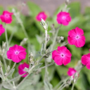 Rose Campion Plants - Vibrant Flowers for Garden Borders, 2-4 Inch, Bare Roots
