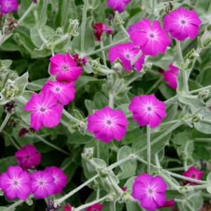 Rose Campion Plants - Vibrant Flowers for Garden Borders, 2-4 Inch, Bare Roots