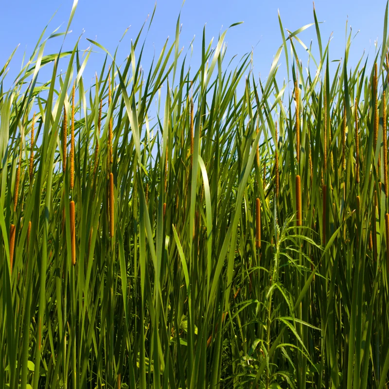 Broadleaf Cattail Bareroot - Typha latifolia Live Plant for Water Gardens and Ponds