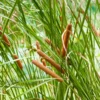 Narrowleaf Cattail Bareroot - Typha angustifolia Live Plant for Water Gardens and Ponds
