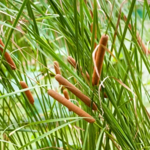 Narrowleaf Cattail Bareroot - Typha angustifolia Live Plant for Water Gardens and Ponds