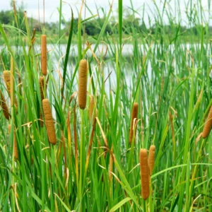 Narrowleaf Cattail Bareroot - Typha angustifolia Live Plant for Water Gardens and Ponds