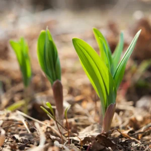 Wild Leeks Ramps Bulbs for Planting, Edible Perennial Herb