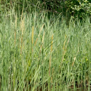 Narrowleaf Cattail Bareroot - Typha angustifolia Live Plant for Water Gardens and Ponds