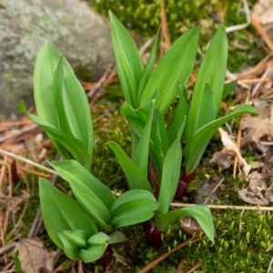 Wild Leeks Ramps Bulbs for Planting, Edible Perennial Herb