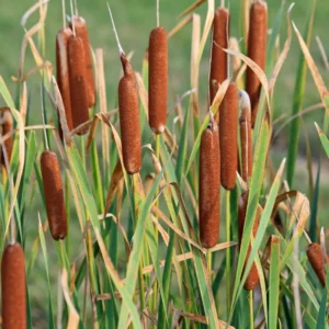 Broadleaf Cattail Bareroot - Typha latifolia Live Plant for Water Gardens and Ponds