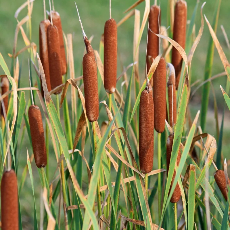 Broadleaf Cattail Bareroot - Typha latifolia Live Plant for Water Gardens and Ponds