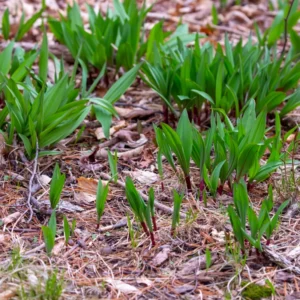 Wild Leeks Ramps Bulbs for Planting, Edible Perennial Herb