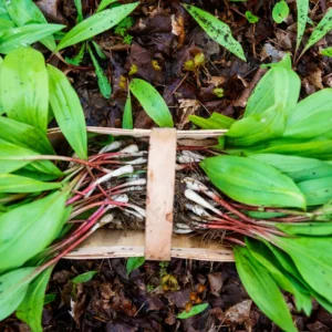 Wild Leeks Ramps Bulbs for Planting, Edible Perennial Herb