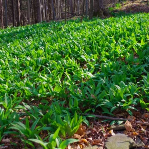 Wild Leeks Ramps Bulbs for Planting, Edible Perennial Herb