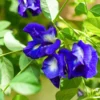 Blue Butterfly Pea Plant - Climbing Vine Edible Flowers - 6 to 12 Inch