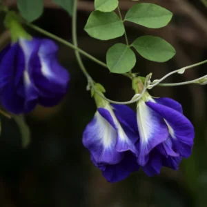 Blue Butterfly Pea Plant - Climbing Vine Edible Flowers - 6 to 12 Inch