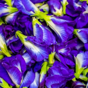 Blue Butterfly Pea Plant - Climbing Vine Edible Flowers - 6 to 12 Inch