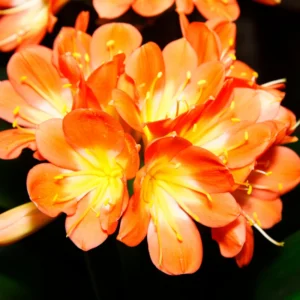 Large Clivia Miniata Plant, Shade-Loving Perennial Houseplant Flowers, 1-2 Ft, Bare Root