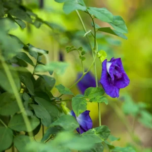 Blue Butterfly Pea Plant - Climbing Vine Edible Flowers - 6 to 12 Inch