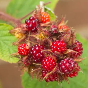 Japanese Red Wineberry Plant, Wineberry Edible Fruit Shrub, Bare Root 1-2 Feet Tall