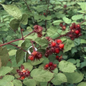 Japanese Red Wineberry Plant, Wineberry Edible Fruit Shrub, Bare Root 1-2 Feet Tall
