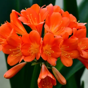 Large Clivia Miniata Plant, Shade-Loving Perennial Houseplant Flowers, 1-2 Ft, Bare Root