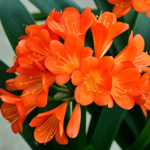 Large Clivia Miniata Plant, Shade-Loving Perennial Houseplant Flowers, 1-2 Ft, Bare Root