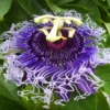 Passion Flower Vine Plant, Exotic Passiflora Flowering Vine for Garden, 4 to 8 Inch Tall Live Plant
