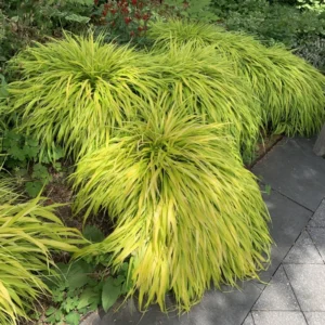 Hakonechloa Grass, Japanese Forest Grass - Ornamental Grass for Shade Gardens