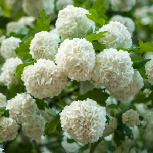 Old Fashion Snowball Viburnum Plant, Hardy Flowering Shrub White Blooms, 6 to 10 Inch Tall