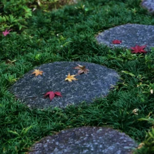 Dwarf Mondo Grass Plants - Shade-Loving Evergreen Ground Cover for Borders