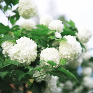 Old Fashion Snowball Viburnum Plant, Hardy Flowering Shrub White Blooms, 6 to 10 Inch Tall
