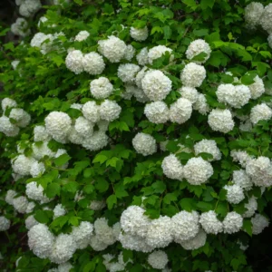 Old Fashion Snowball Viburnum Plant, Hardy Flowering Shrub White Blooms, 6 to 10 Inch Tall