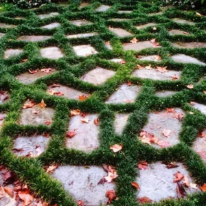 Dwarf Mondo Grass Plants - Shade-Loving Evergreen Ground Cover for Borders