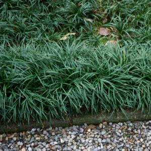 Dwarf Mondo Grass Plants - Shade-Loving Evergreen Ground Cover for Borders