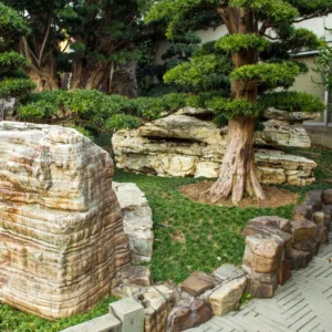 Dwarf Mondo Grass Plants - Shade-Loving Evergreen Ground Cover for Borders