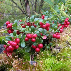 Lingonberry Live Plant, 2.5 Inch Pot Edible Fruit Shrub for Containers or Garden