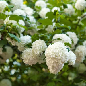 Old Fashion Snowball Viburnum Plant, Hardy Flowering Shrub White Blooms, 6 to 10 Inch Tall