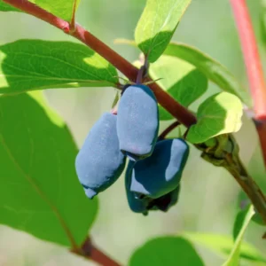 Haskap Honeyberry Live Plant, Cold-Hardy Edible Honeysuckle Berry Fruit Bush - 4 Inch Pot