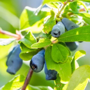 Haskap Honeyberry Live Plant, Cold-Hardy Edible Honeysuckle Berry Fruit Bush - 4 Inch Pot