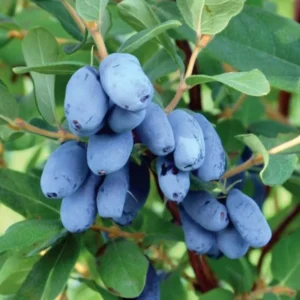 Haskap Honeyberry Live Plant, Cold-Hardy Edible Honeysuckle Berry Fruit Bush - 4 Inch Pot