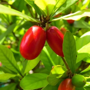 Miracle Fruit Tree Plant, Unique Edible Berry Plant, 2 to 3 Ft